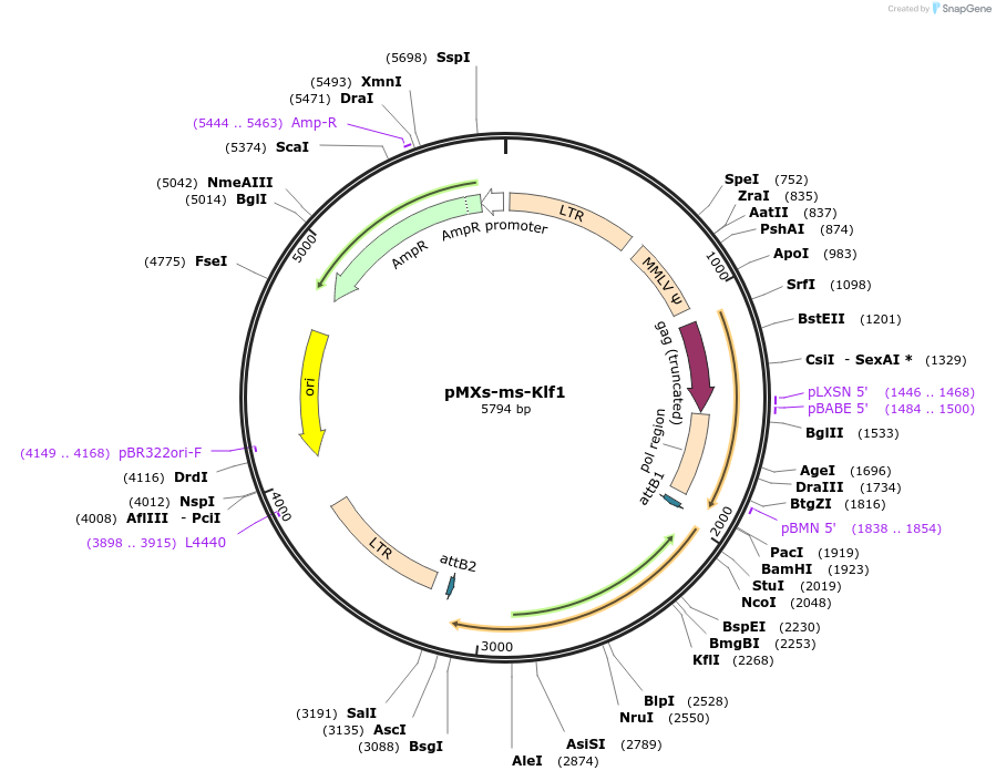 50785-plasmid-map-sequence-id-78394