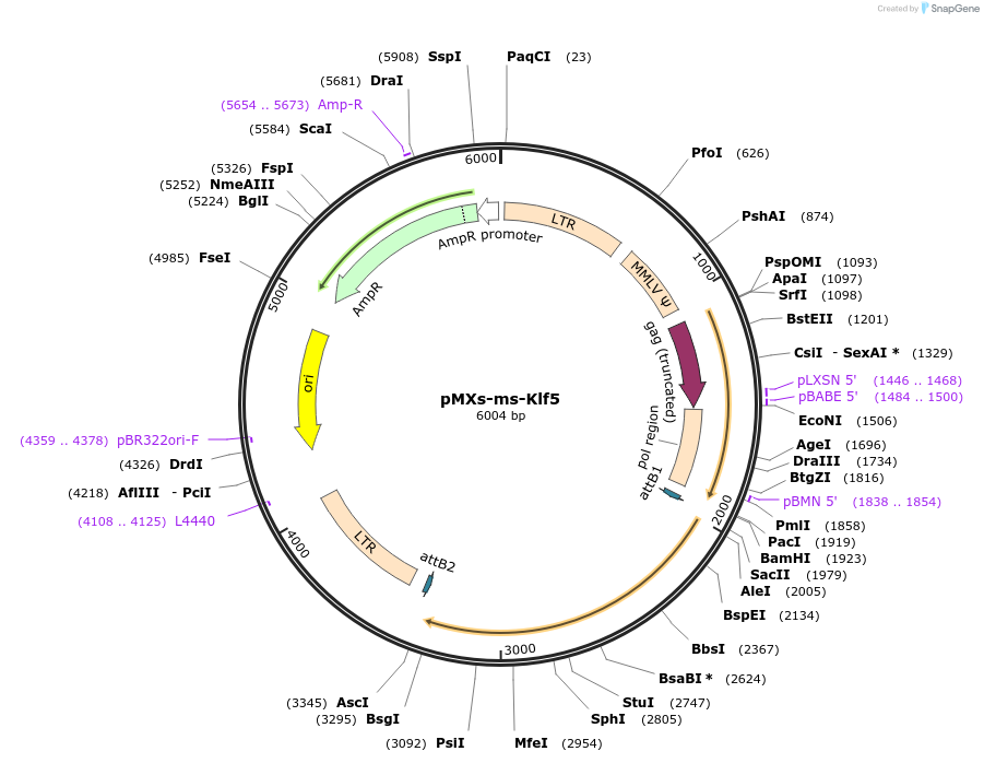 50787-plasmid-map-sequence-id-78398