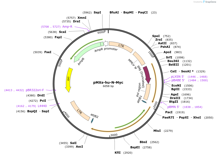 50772-plasmid-map-sequence-id-78399