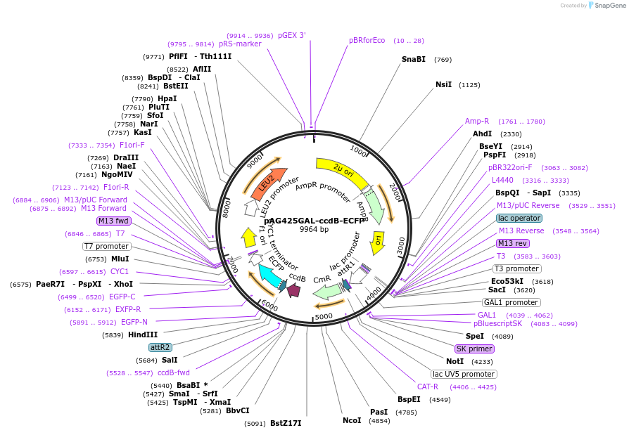 14177-plasmid-map-sequence-id-7840