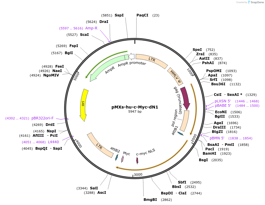 50773-plasmid-map-sequence-id-78400