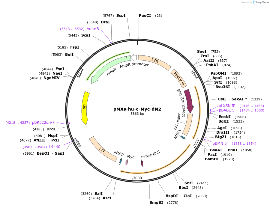 50774-plasmid-map-sequence-id-78404