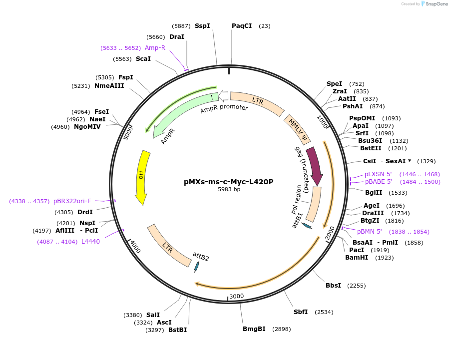 50776-plasmid-map-sequence-id-78406