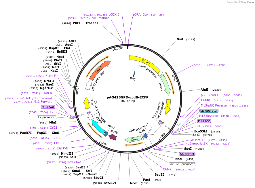 14178-plasmid-map-sequence-id-7841
