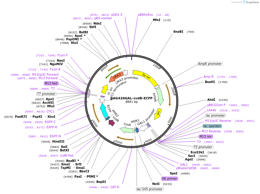 14179-plasmid-map-sequence-id-7842
