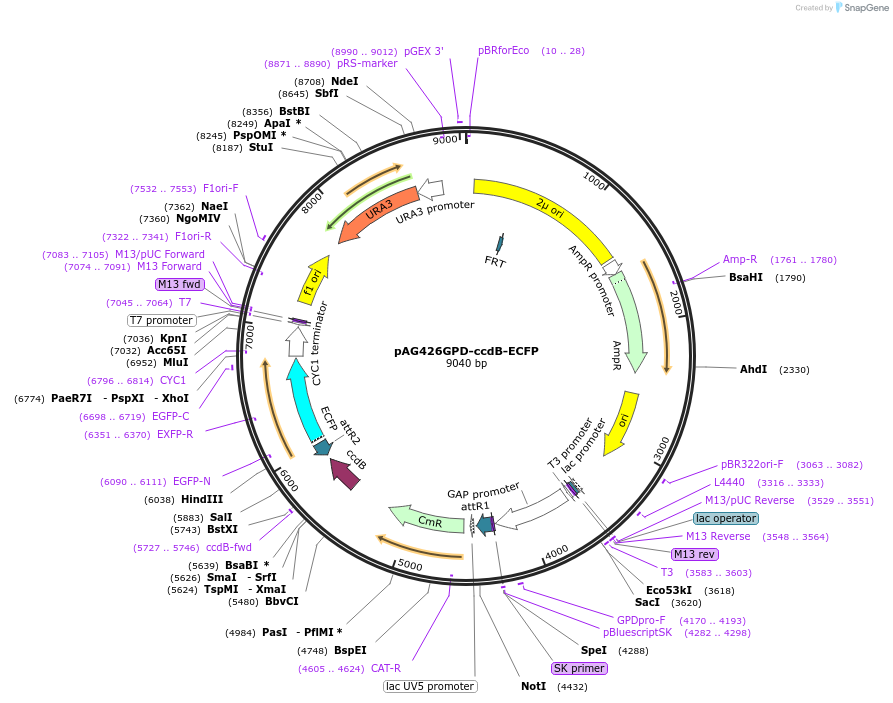 14180-plasmid-map-sequence-id-7843