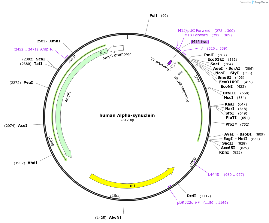 51437-plasmid-map-sequence-id-78432