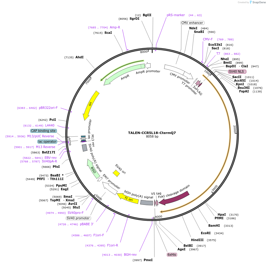 51442-plasmid-map-sequence-id-78450