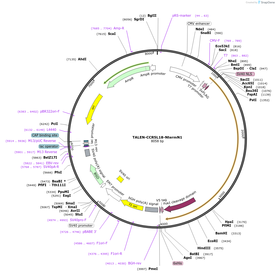 51444-plasmid-map-sequence-id-78455