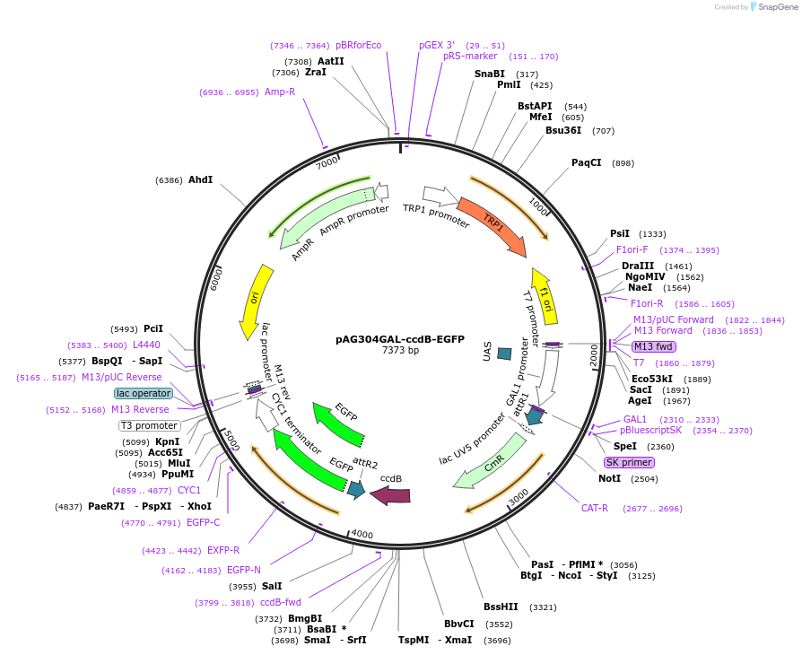 14183-plasmid-map-sequence-id-7846
