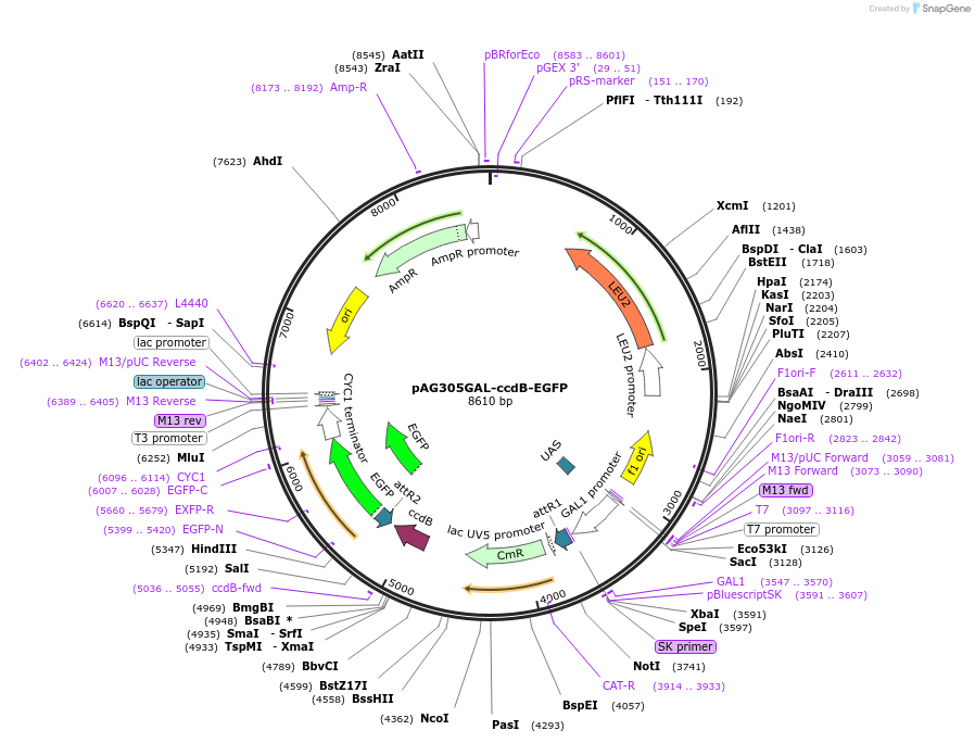 14185-plasmid-map-sequence-id-7848