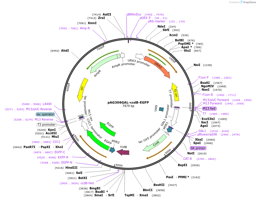 14187-plasmid-map-sequence-id-7850