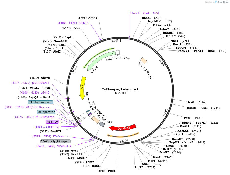 51462-plasmid-map-sequence-id-78515