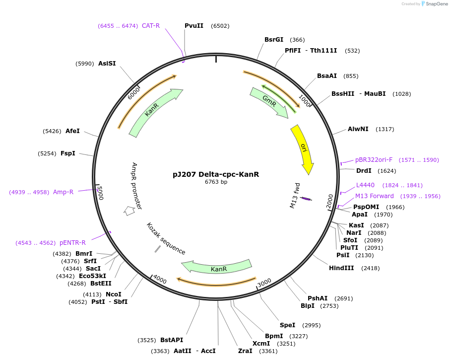 51468-plasmid-map-sequence-id-78540
