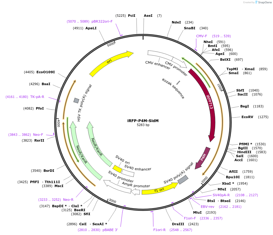 51470-plasmid-map-sequence-id-78542