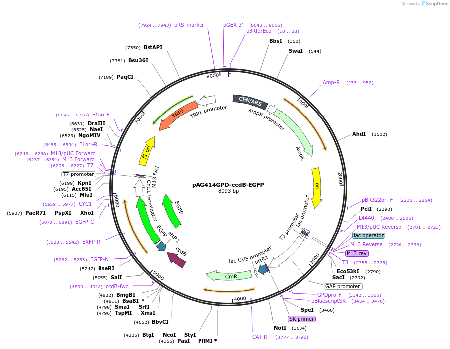 14192-plasmid-map-sequence-id-7855