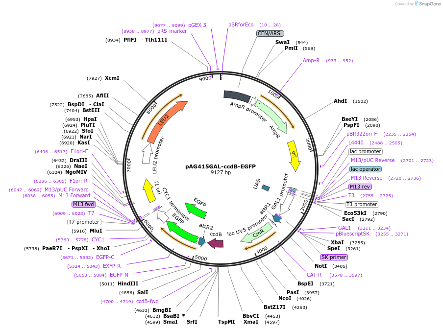 7856_map