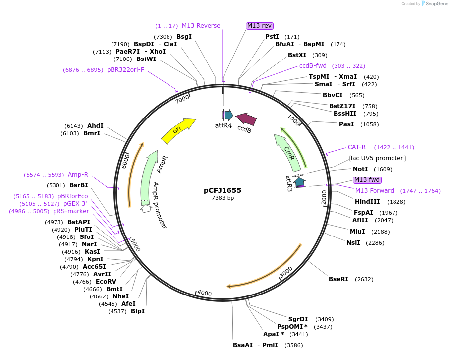 51481-plasmid-map-sequence-id-78565