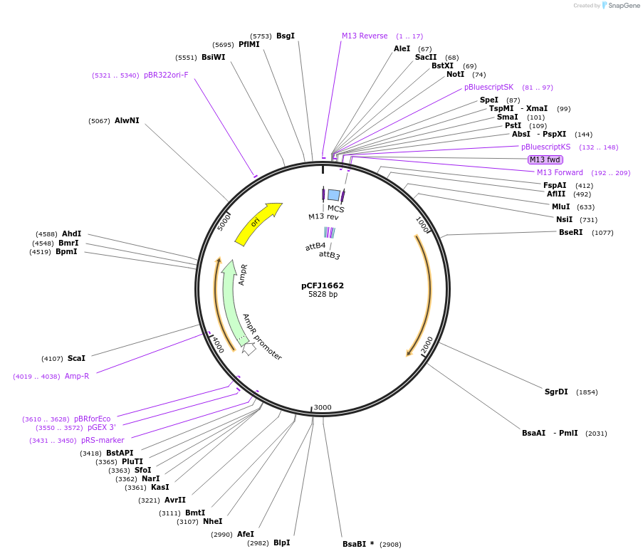 51482-plasmid-map-sequence-id-78566