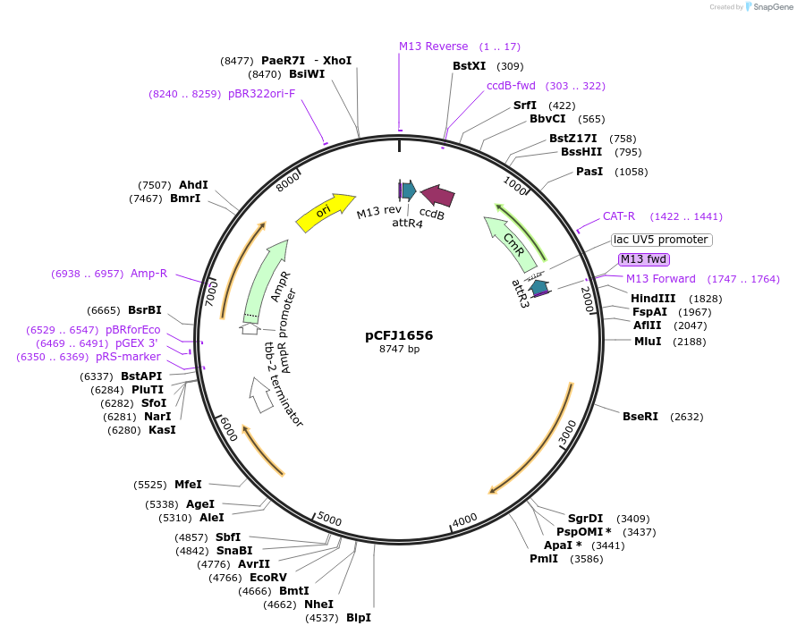 51483-plasmid-map-sequence-id-78567