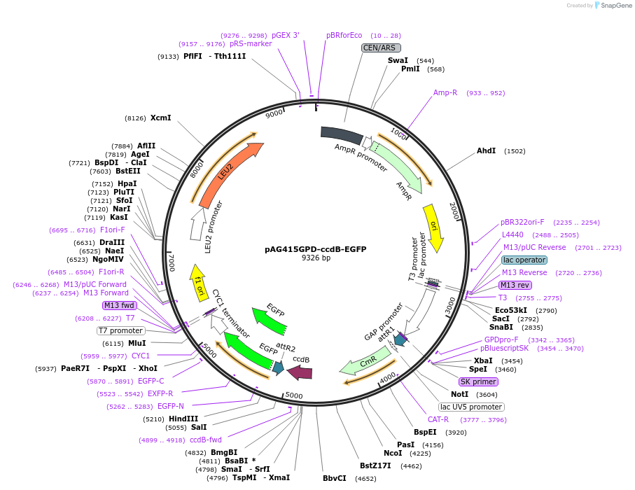 14194-plasmid-map-sequence-id-7857