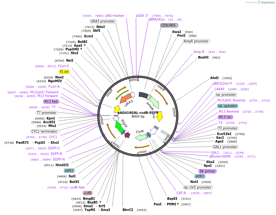 14195-plasmid-map-sequence-id-7858