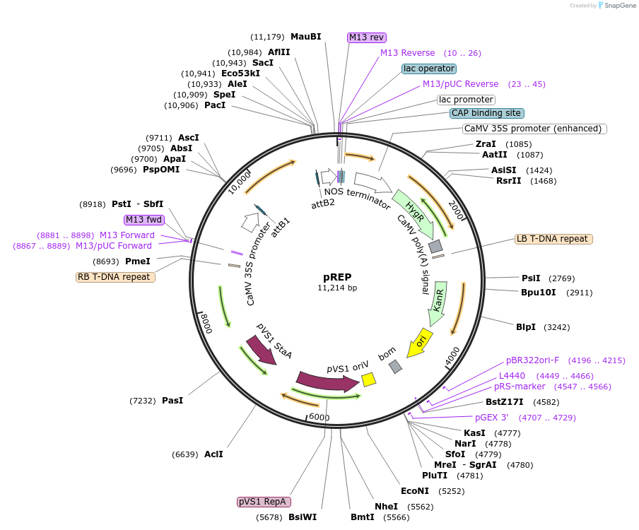 51491-plasmid-map-sequence-id-78580