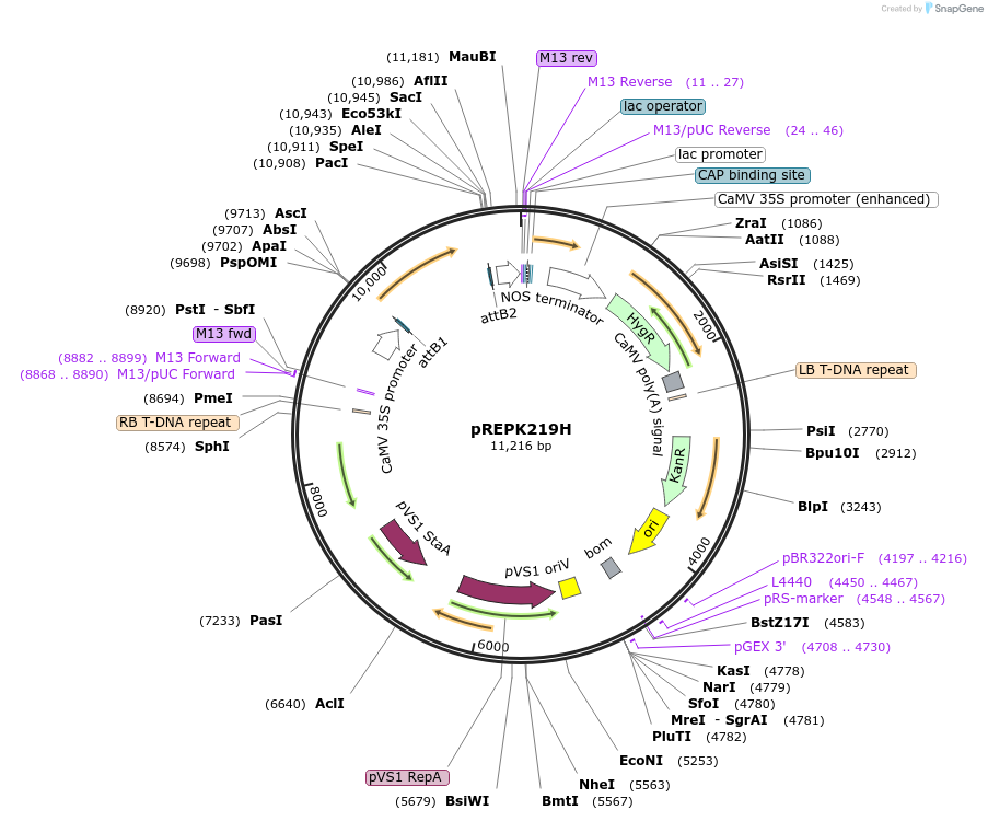 51492-plasmid-map-sequence-id-78586