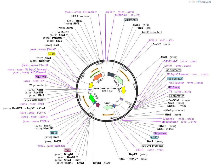 14196-plasmid-map-sequence-id-7859