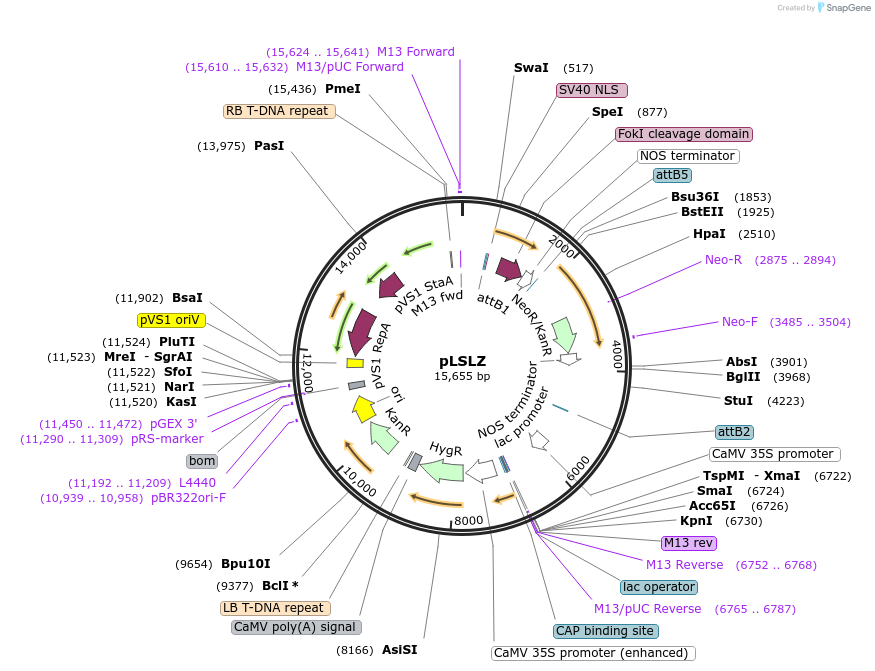 51495-plasmid-map-sequence-id-78592