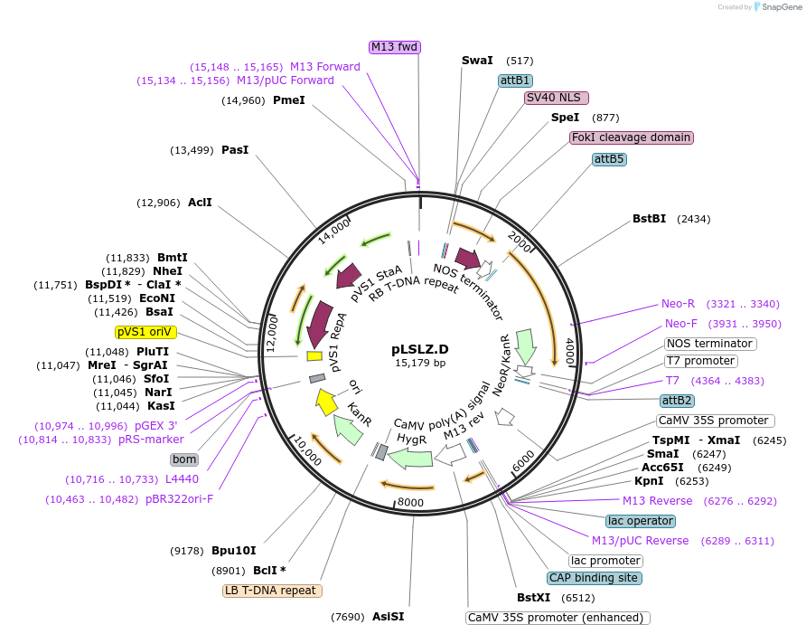 51496-plasmid-map-sequence-id-78596
