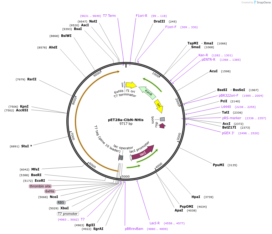 51497-plasmid-map-sequence-id-78598