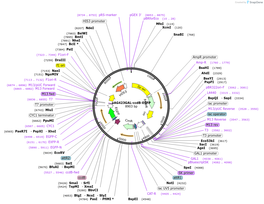 14197-plasmid-map-sequence-id-7860
