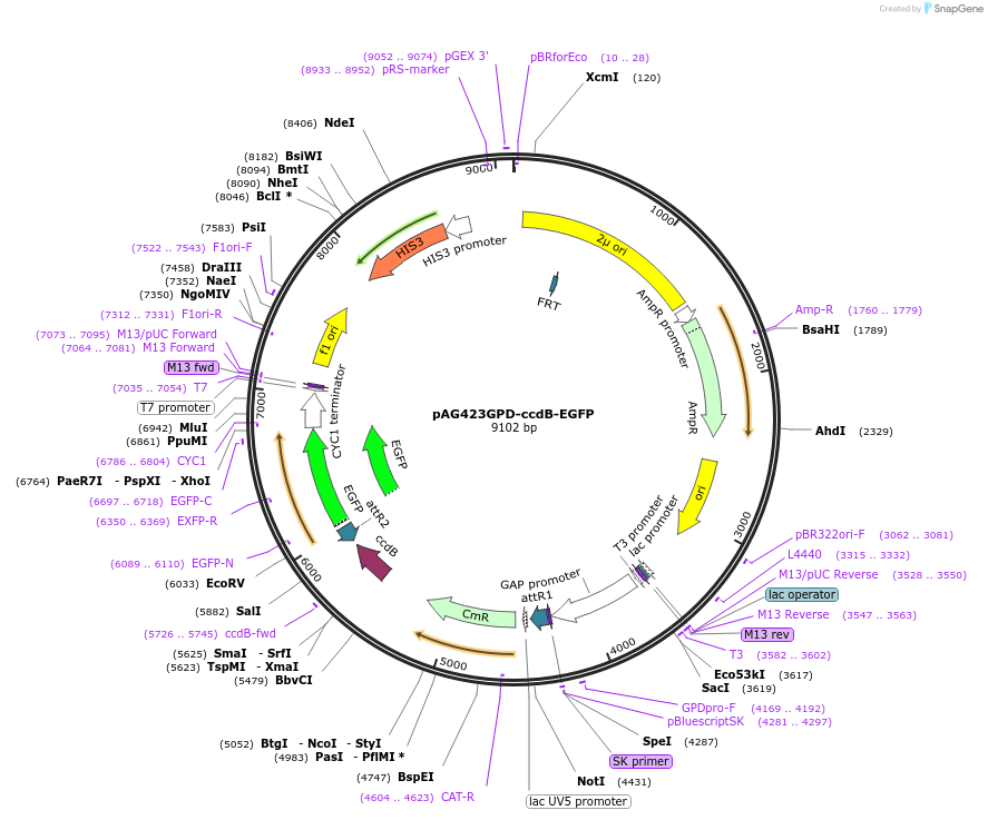 14198-plasmid-map-sequence-id-7861
