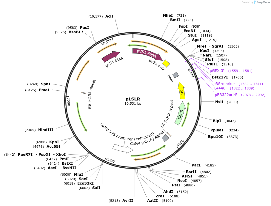 51500-plasmid-map-sequence-id-78614