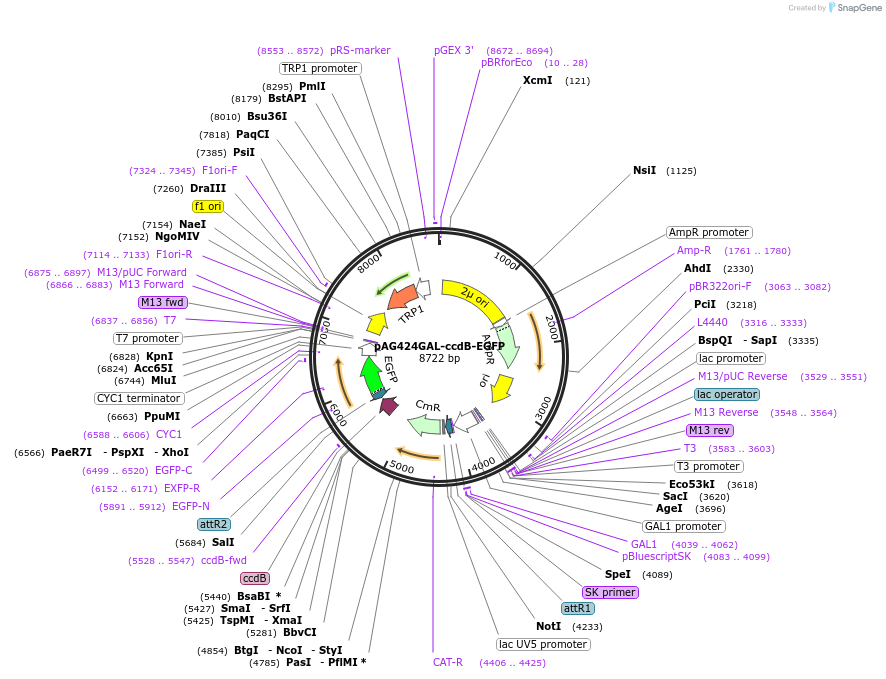 14199-plasmid-map-sequence-id-7862