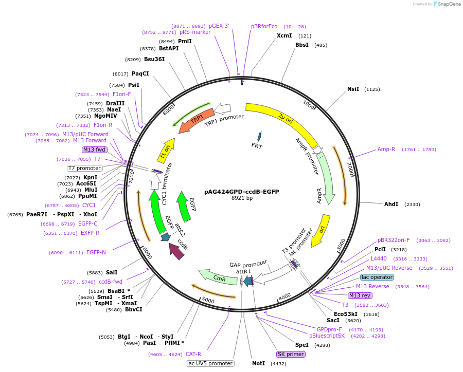 14200-plasmid-map-sequence-id-7863
