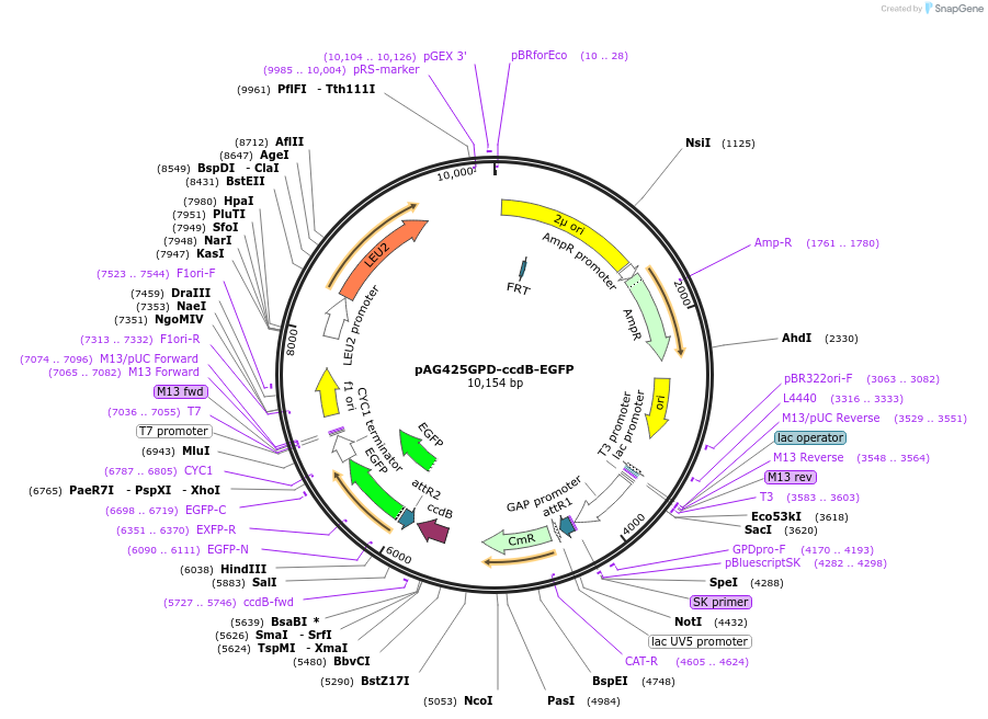 14202-plasmid-map-sequence-id-7865