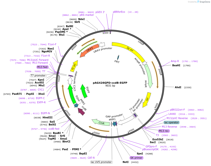 14204-plasmid-map-sequence-id-7867