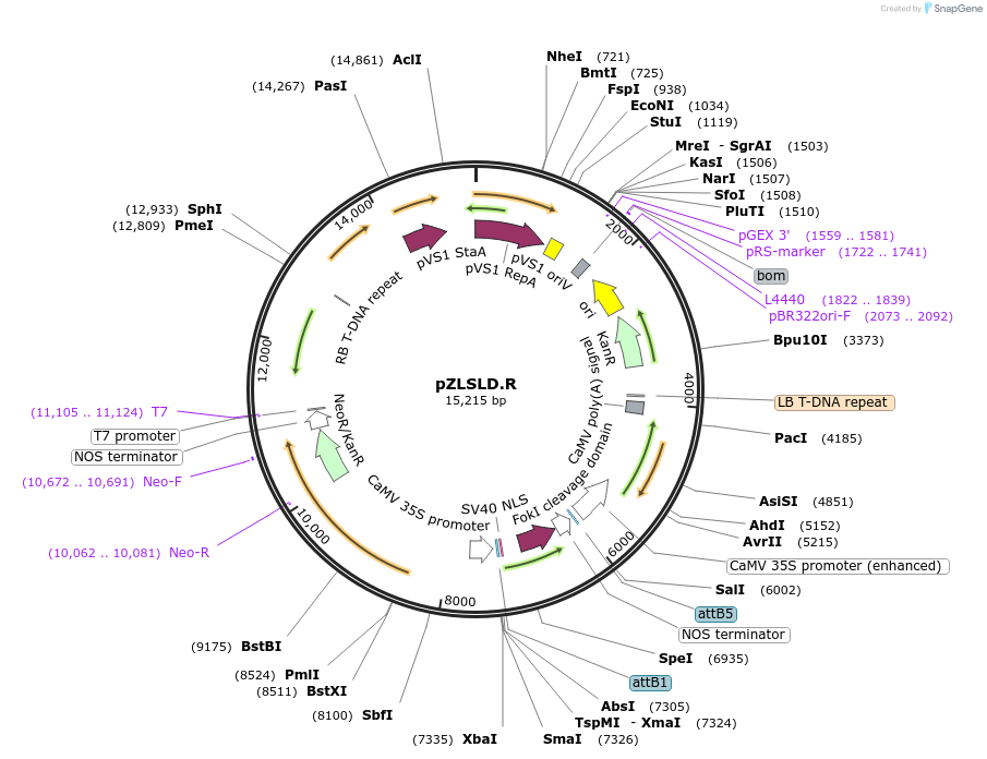 51511-plasmid-map-sequence-id-78678