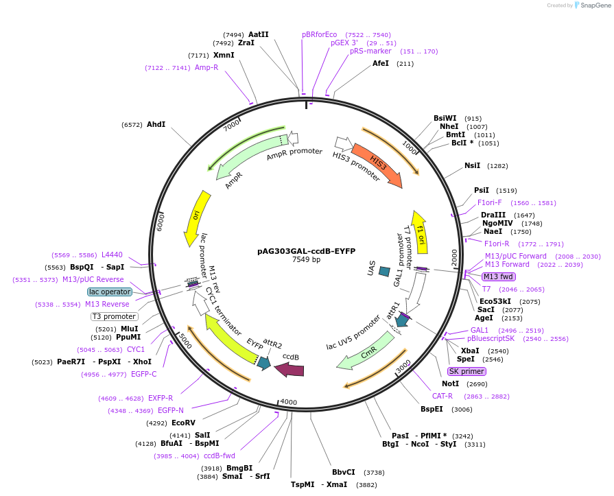 14205-plasmid-map-sequence-id-7868