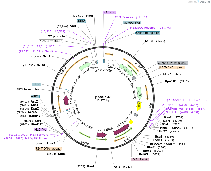 51512-plasmid-map-sequence-id-78681