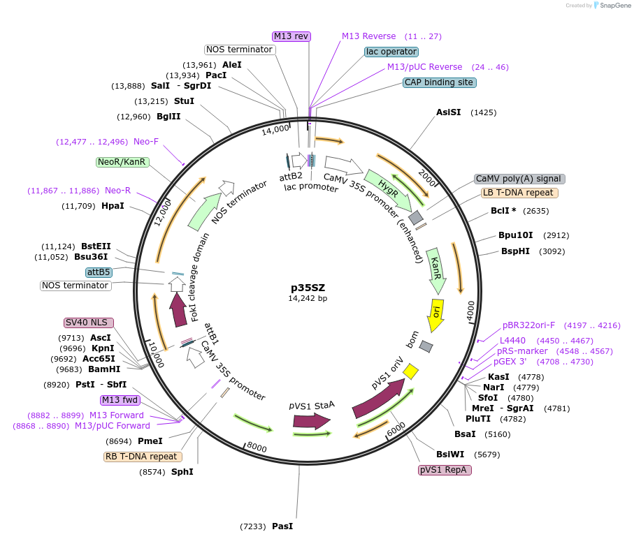 51513-plasmid-map-sequence-id-78684