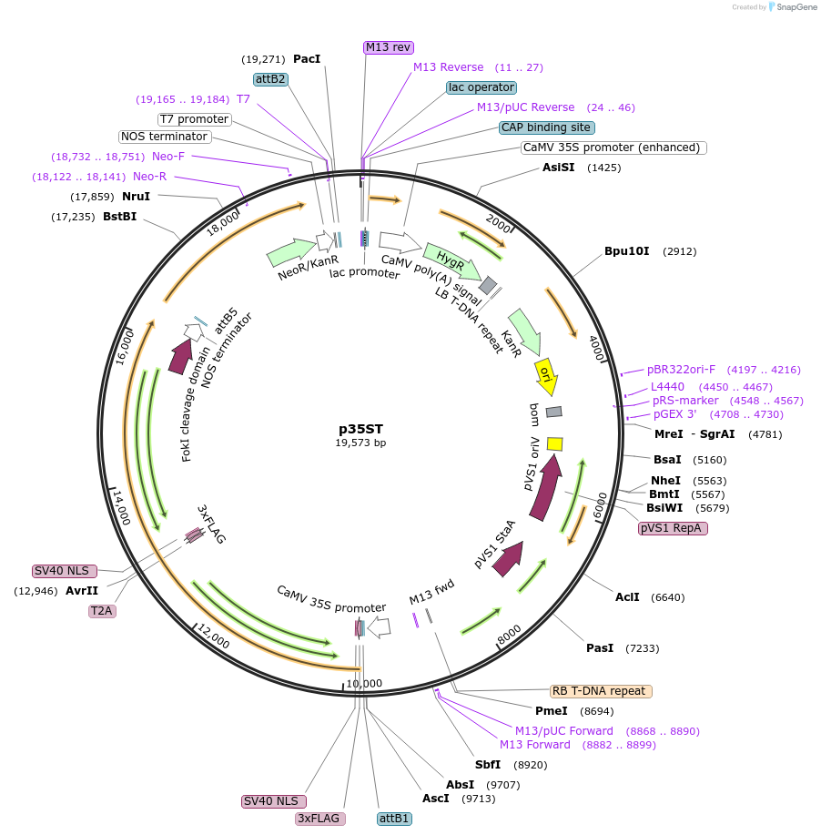 51514-plasmid-map-sequence-id-78686