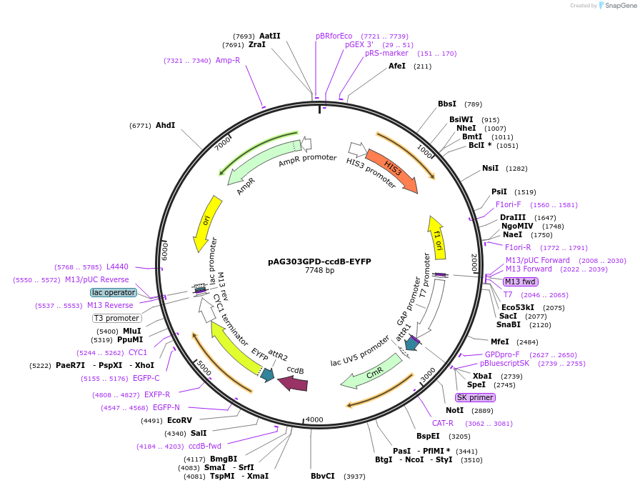 14206-plasmid-map-sequence-id-7869