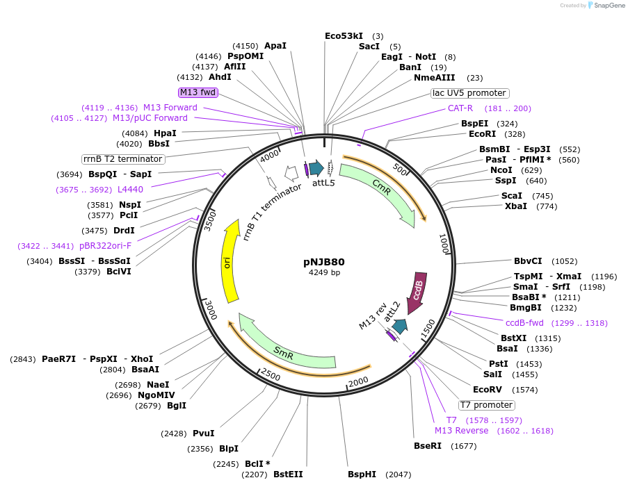51518-plasmid-map-sequence-id-78690