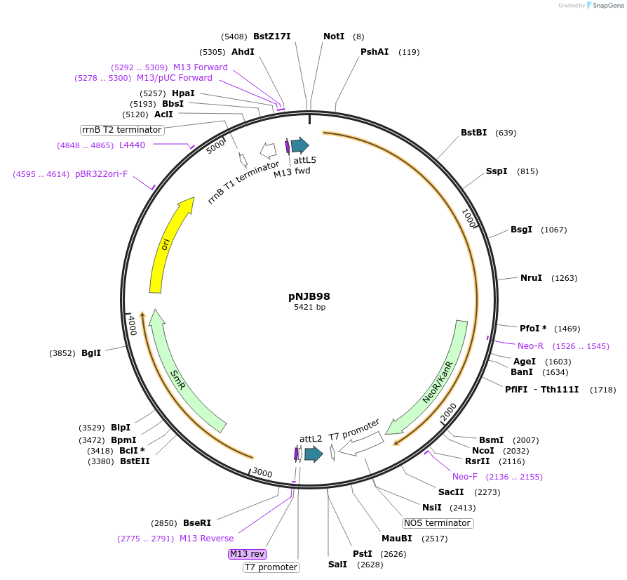 51520-plasmid-map-sequence-id-78692