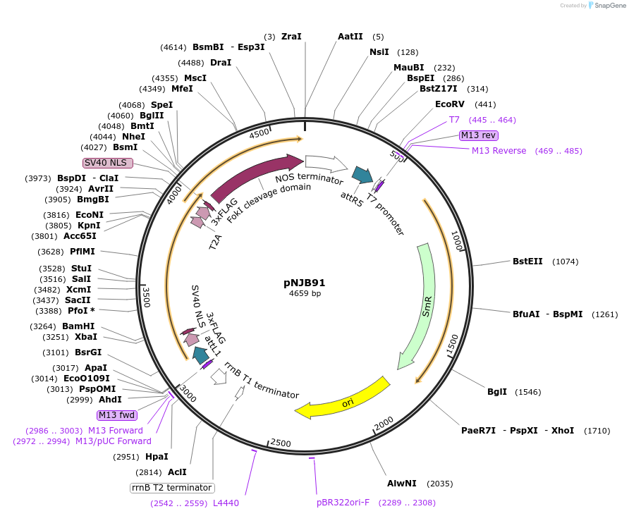 51519-plasmid-map-sequence-id-78693
