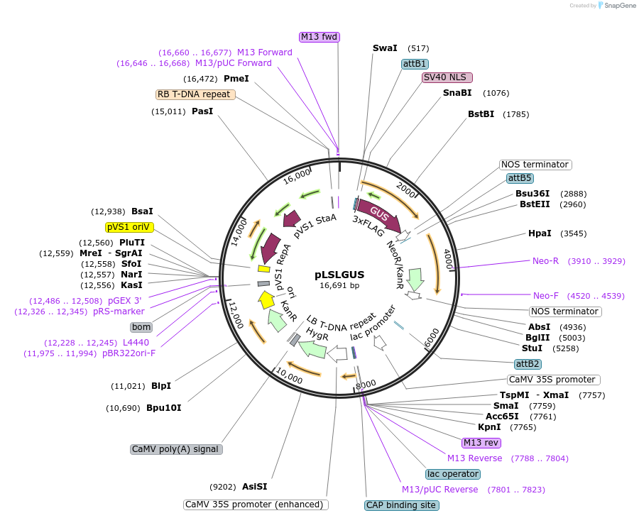 51517-plasmid-map-sequence-id-78696