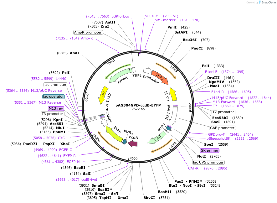 14208-plasmid-map-sequence-id-7871